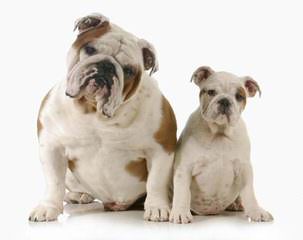 English Bulldog Puppies - Dog and Puppy Pictures