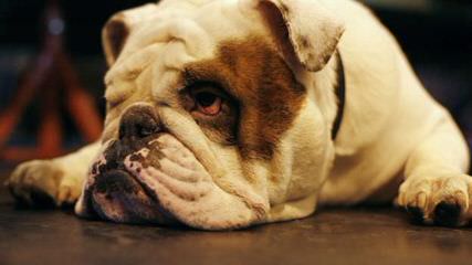 Bardstown Bulldog - Dog and Puppy Pictures