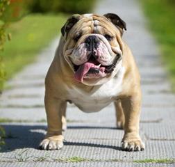 Disguise English Bulldogs - Dog Breeders