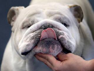 Premier Bulldogs - Dog Breeders