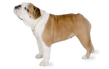 Royals Bulldogs - Dog Breeders