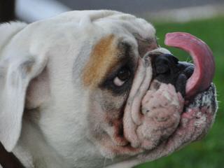 English Bulldog Male Pup - Dog Breeders