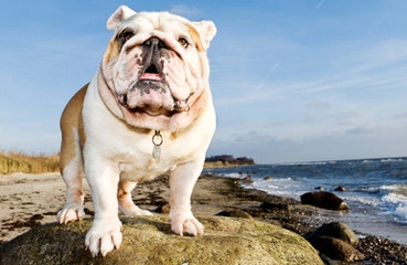 English Bulldog At Stud - Dog Breeders