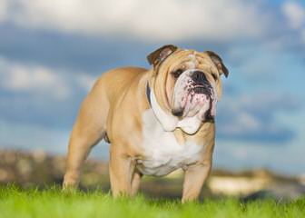 Adorable Bulldogs - Dog and Puppy Pictures