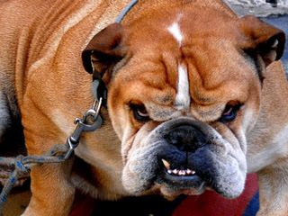 Male English Bulldog - Dog Breeders