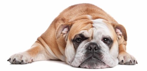 Houston Area White English Bulldog Stud - Dog Breeders