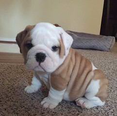 Premier Bulldogs - Dog and Puppy Pictures