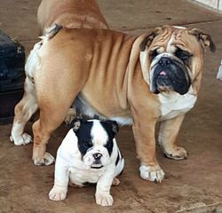 Bardstown Bulldog - Dog and Puppy Pictures