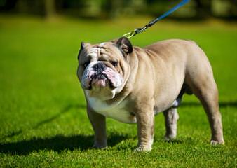 Best of British Bulldogs - Dog Breeders