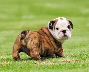 An English Bulldog That Need’s To Breed - Dog and Puppy Pictures