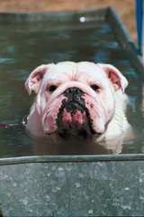 Hilltophounds English Bulldogs - Dog Breeders