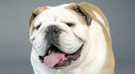 smart bulldogs inc. - Dog and Puppy Pictures
