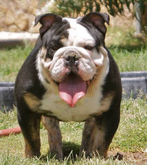 English Bulldog Male Pup - Dog Breeders