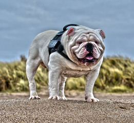 Yorkies And Bullies From Keller Farms - Dog and Puppy Pictures