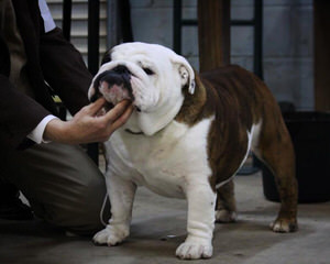 English Bulldog - Dog Breeders