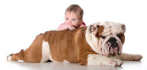 Bullpaws Bulldog - Dog Breeders