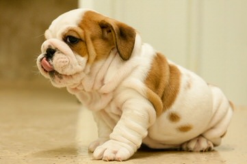 English Bulldog - Dog and Puppy Pictures