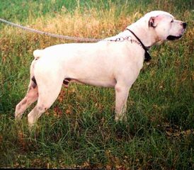 Champion Sired English Bulldog - Dog Breeders