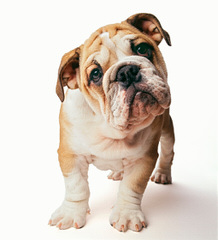 English Bulldog Puppy For Sale - Dog Breeders