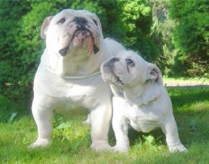 Allarnicebulldog - Dog Breeders