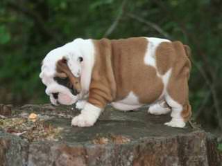 Slush Puppy Bulldogs - Dog and Puppy Pictures