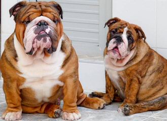 English Bulldog Puppies Of Monino. - Dog and Puppy Pictures