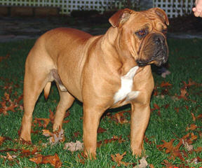 Adopt English bulldog - Dog Breeders