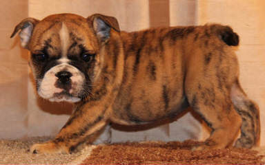 13Week Old. Female English Bulldog - Dog and Puppy Pictures