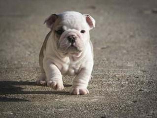 Carpe Diem Bulldog Kennel - Dog and Puppy Pictures