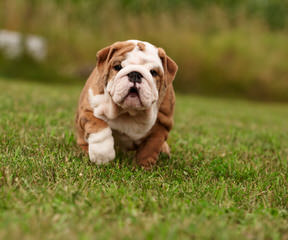 13Week Old. Female English Bulldog - Dog and Puppy Pictures