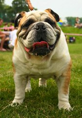 Champion Sired English Bulldog - Dog Breeders