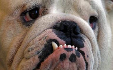 Bullpaws Bulldog - Dog Breeders