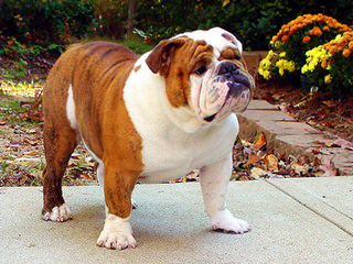 Male English Bulldog (1 Available) - Dog Breeders