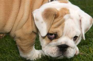 Akc English Bulldog Puppies - Dog Breeders