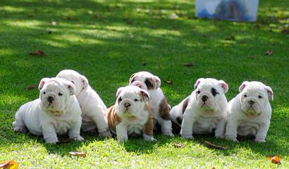 English Bulldog Stud Service - Dog Breeders