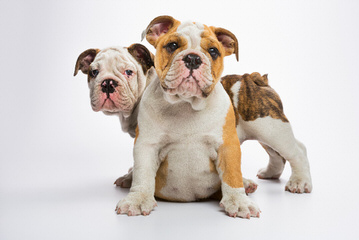 Slush Puppy Bulldogs - Dog Breeders