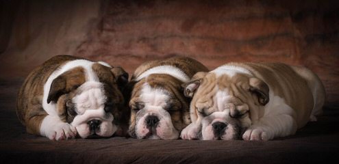 English Bulldog Puppies - Dog Breeders