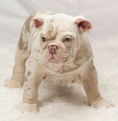 English Bulldog Needed To Breed My Female. - Dog Breeders