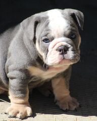 English Bulldog Male Pup - Dog and Puppy Pictures