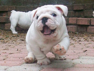 Champion Sired English Bulldog Puppies - Dog Breeders