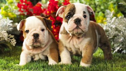 English Bulldogs - Dog and Puppy Pictures