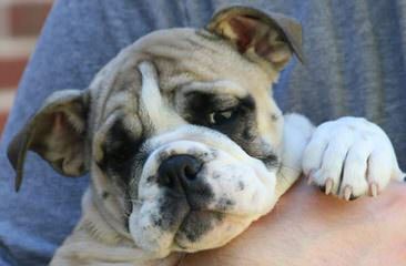 Male English Bulldog (1 Available) - Dog and Puppy Pictures