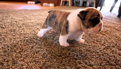 English Bulldog Puppies - Dog Breeders