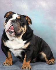 An English Bulldog That Need’s To Breed - Dog and Puppy Pictures