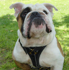 Brenglora English Bulldogs - Dog Breeders