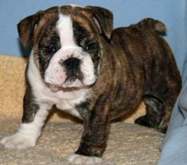 Champion Bulldogs - Dog and Puppy Pictures