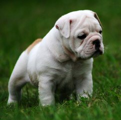 Lake Valley Bulldogs - Dog and Puppy Pictures