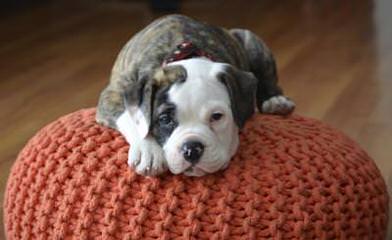 English Bulldogs & Valley Bulldogs - Dog and Puppy Pictures