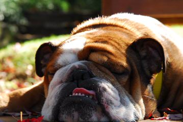 English Bulldogs - Dog Breeders