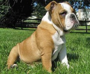 Disguise English Bulldogs - Dog Breeders